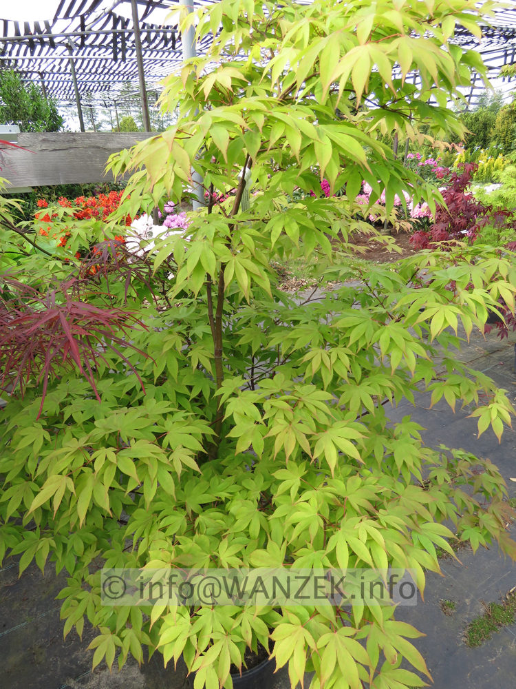 Acer palmatum Osakazuki - weit.JPG